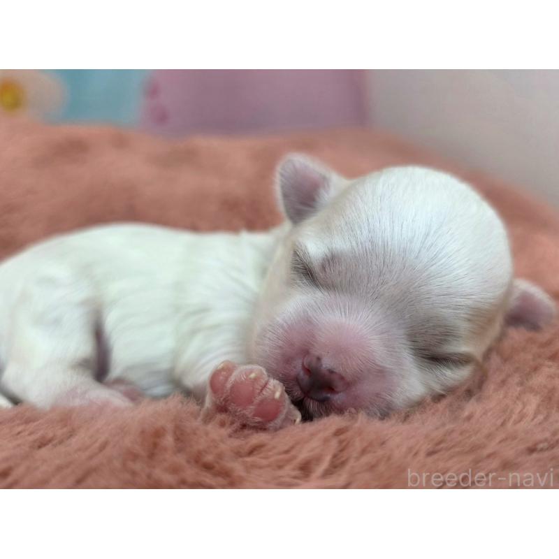 販売中の愛知県のマルチーズ-455252の3枚目