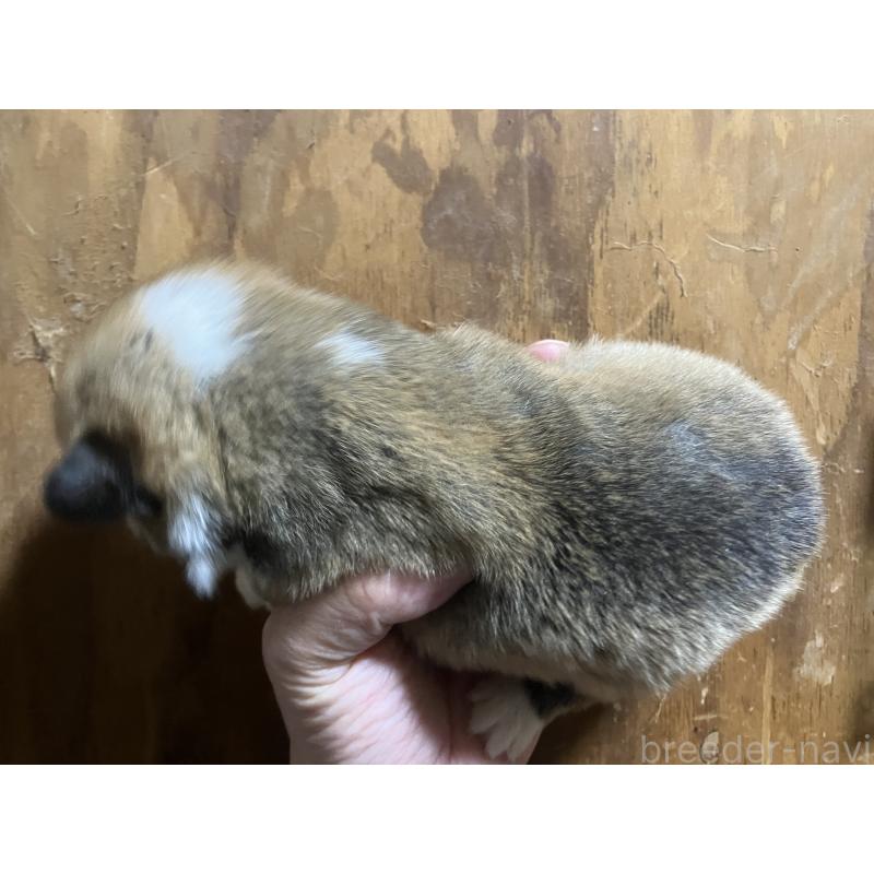 販売中の埼玉県のウェルシュコーギーペンブローク-455253の3枚目