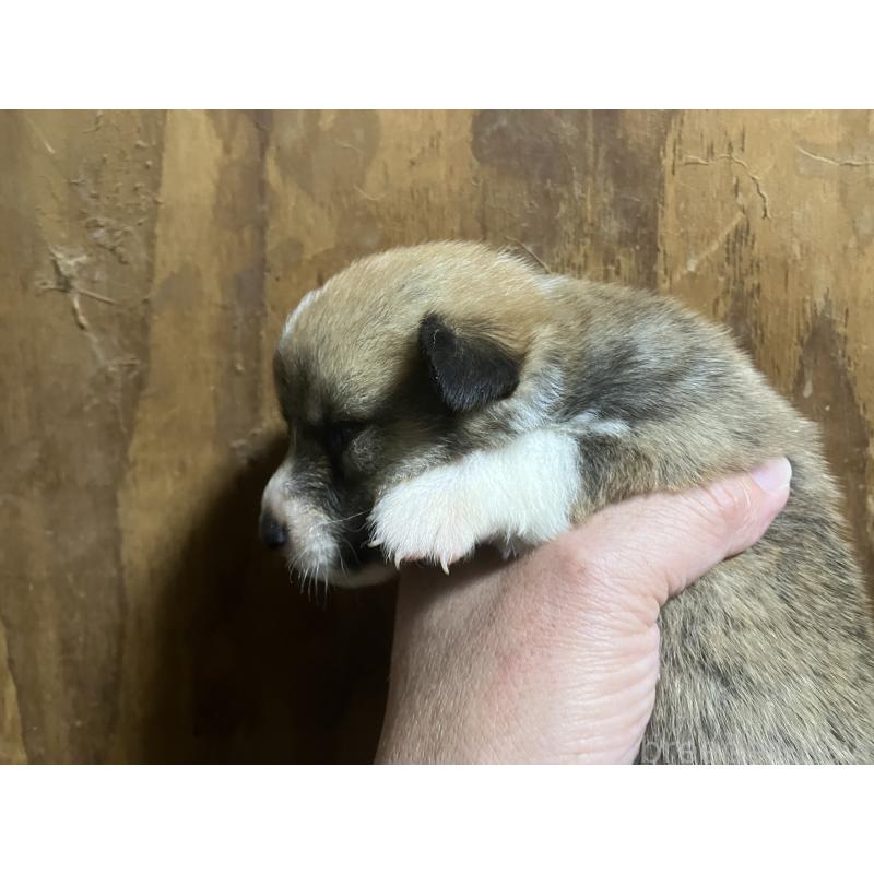 販売中の埼玉県のウェルシュコーギーペンブローク-455253の2枚目