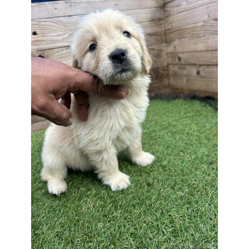 販売中の静岡県のゴールデンレトリーバー-455257の9枚目