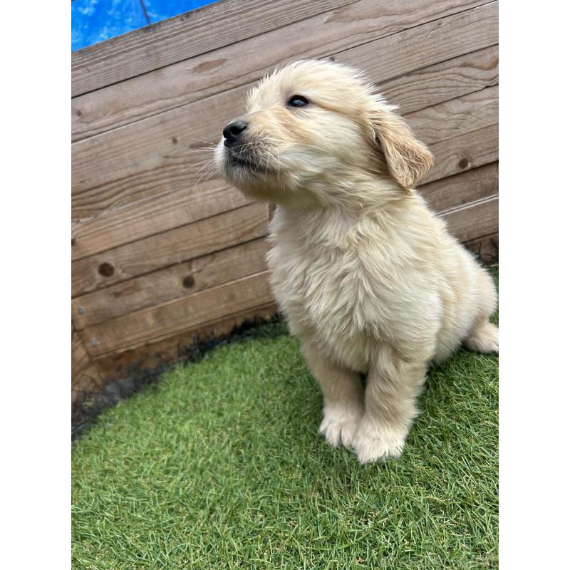 販売中の静岡県のゴールデンレトリーバー-455257の8枚目