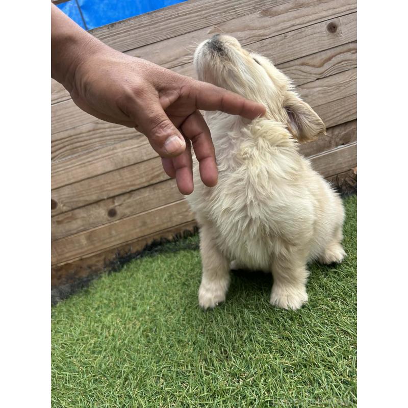 販売中の静岡県のゴールデンレトリーバー-455257の7枚目