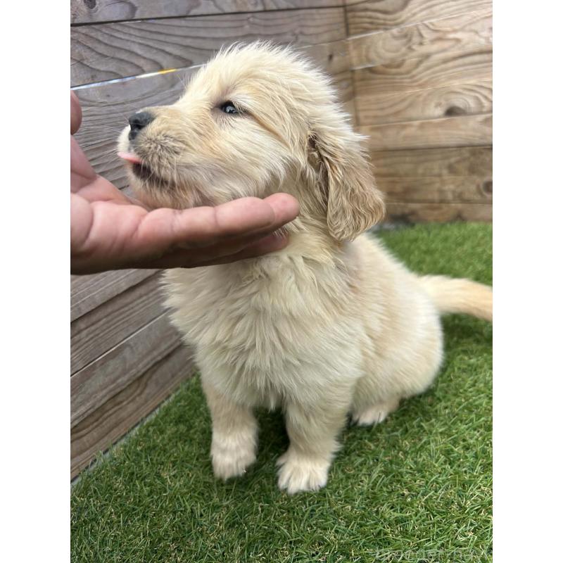 販売中の静岡県のゴールデンレトリーバー-455257の6枚目