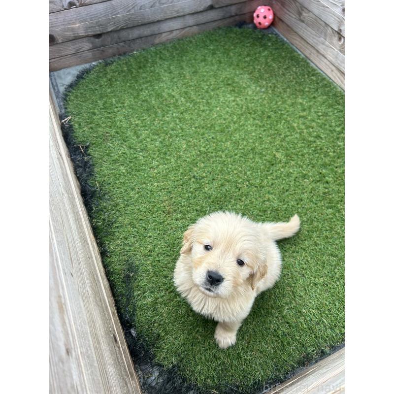 販売中の静岡県のゴールデンレトリーバー-455257の5枚目