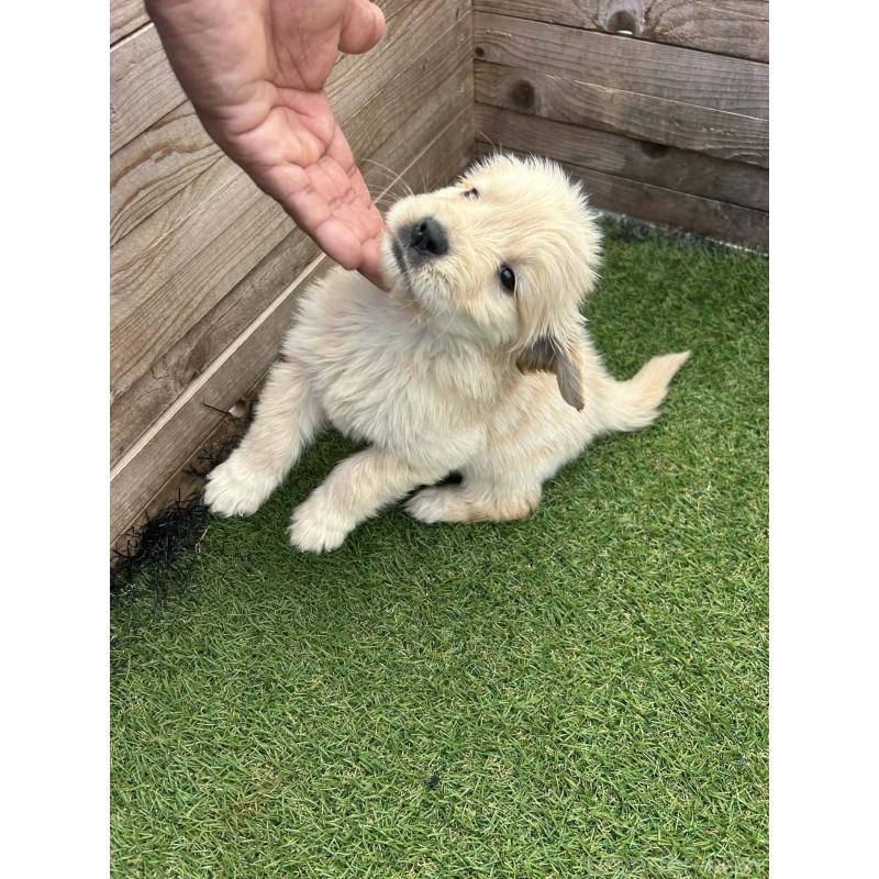 販売中の静岡県のゴールデンレトリーバー-455257の4枚目