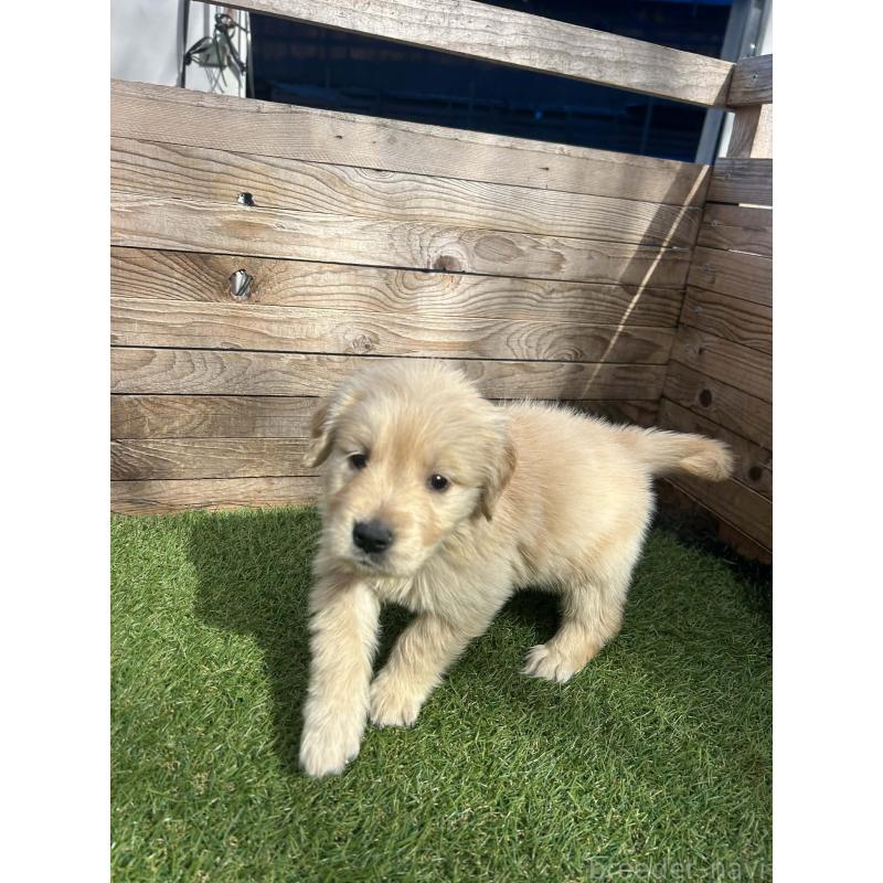 販売中の静岡県のゴールデンレトリーバー-455257の3枚目