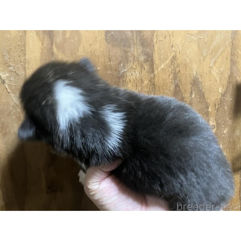 販売中の埼玉県のウェルシュコーギーペンブローク-455254の3枚目