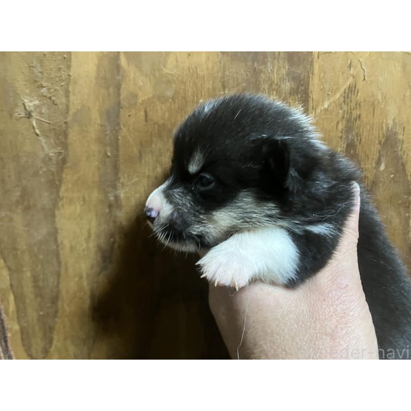 販売中の埼玉県のウェルシュコーギーペンブローク-455254の2枚目