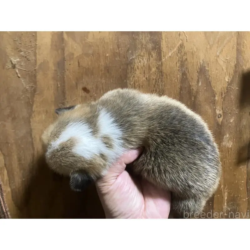 販売中の埼玉県のウェルシュコーギーペンブローク-455256の3枚目