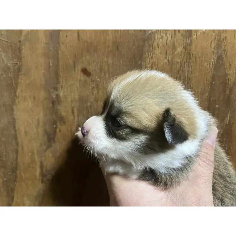 販売中の埼玉県のウェルシュコーギーペンブローク-455256の2枚目