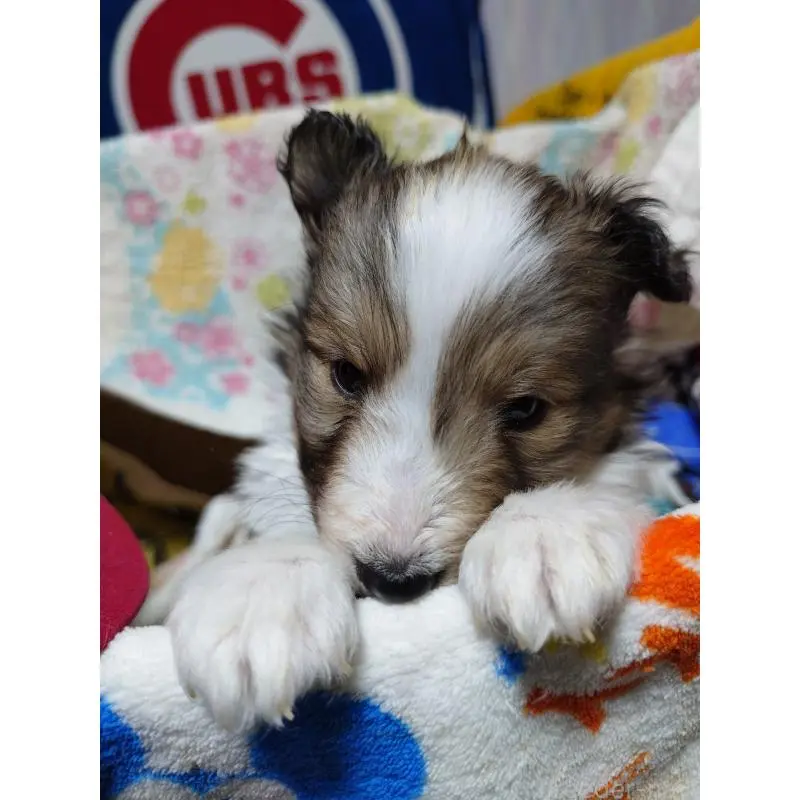 販売中の長野県のシェットランドシープドッグ(シェルティ)-455259の4枚目