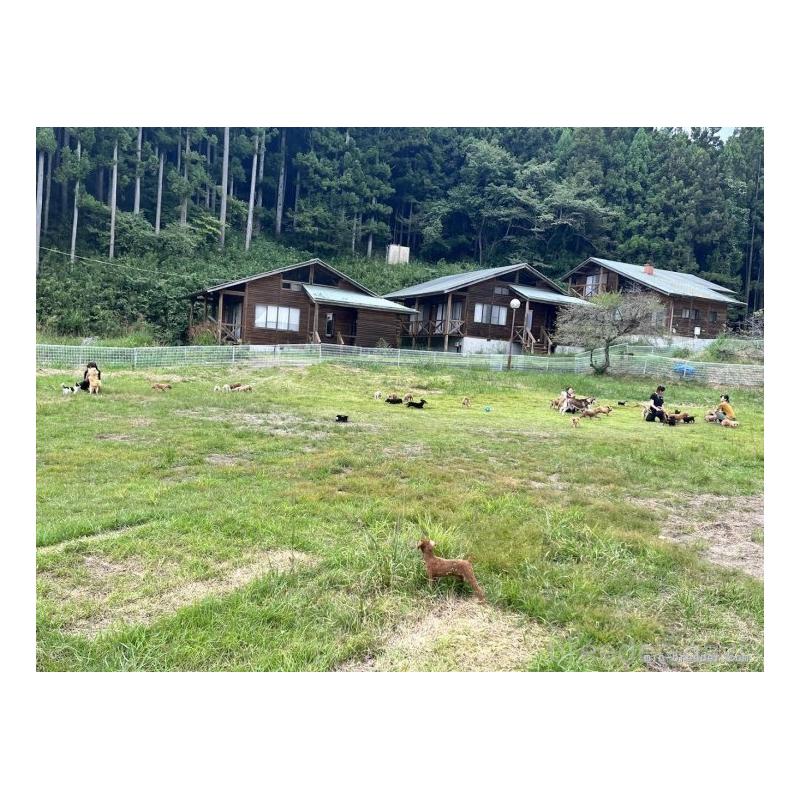 販売中の栃木県のチワワ(ロングコート)-454054の5枚目