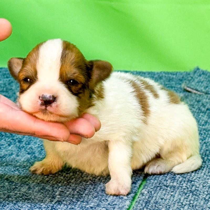 販売中の愛知県のパピヨン-455260の3枚目