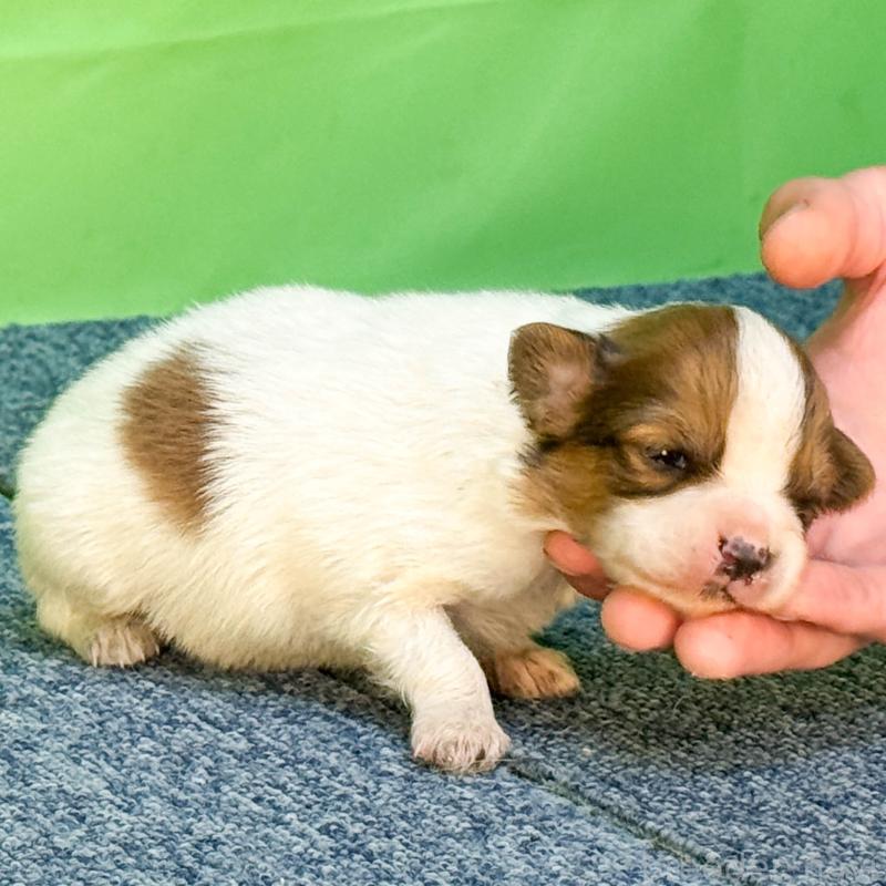 販売中の愛知県のパピヨン-455260の2枚目