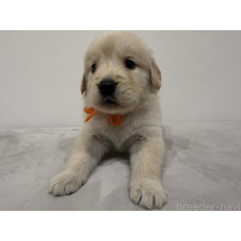 販売中の静岡県のゴールデンレトリーバー-455266の3枚目