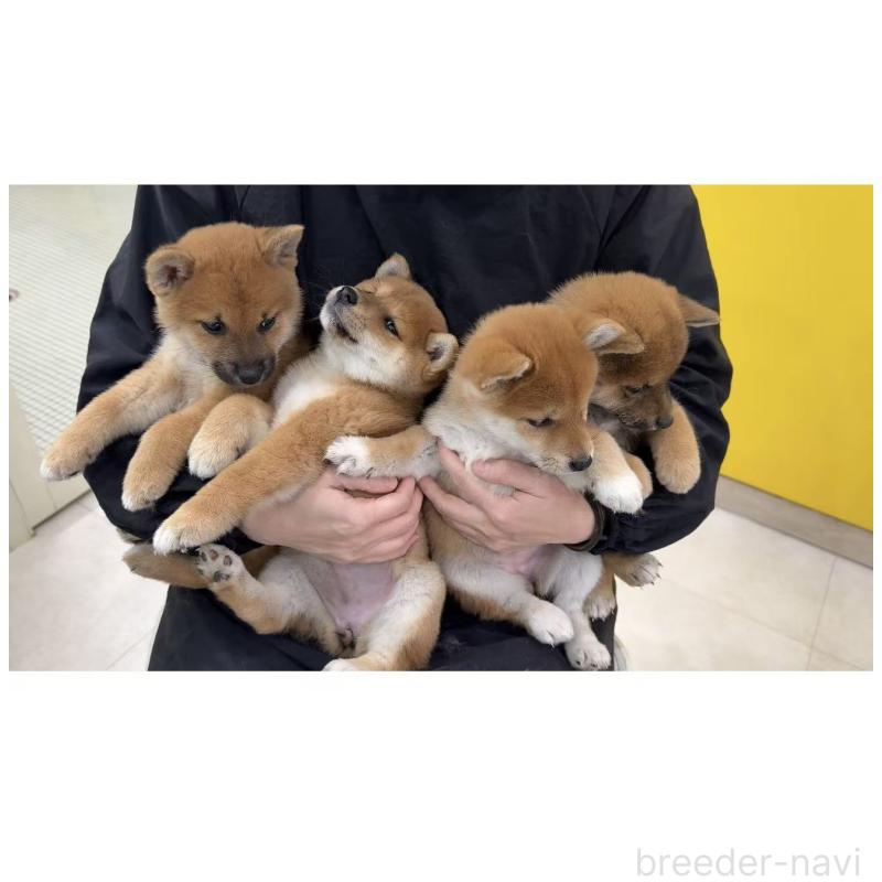 販売中の東京都の柴犬-455268の4枚目