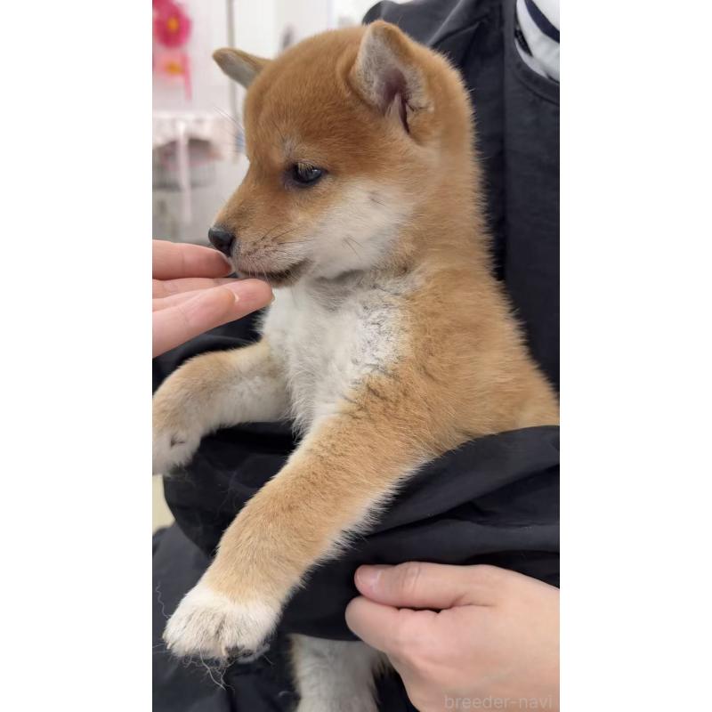 販売中の東京都の柴犬-455268の3枚目