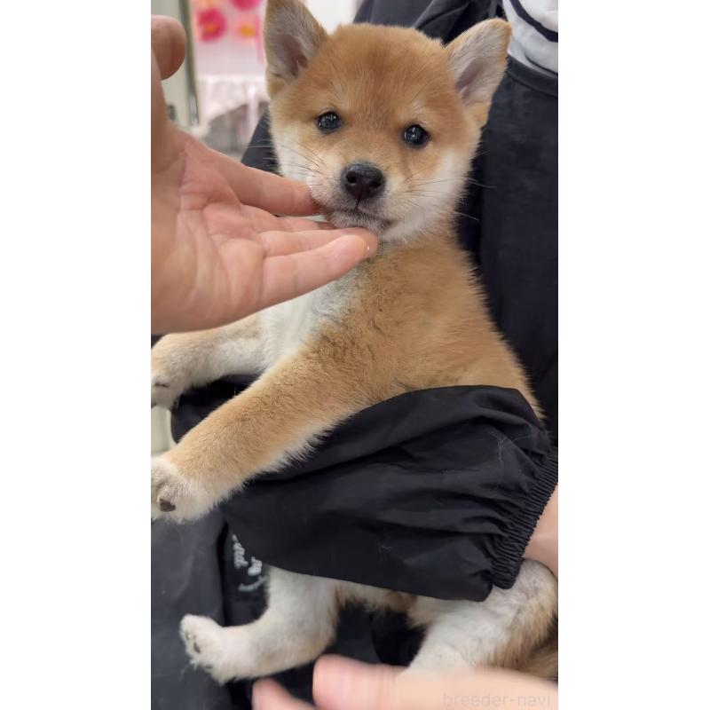 販売中の東京都の柴犬-455268の2枚目