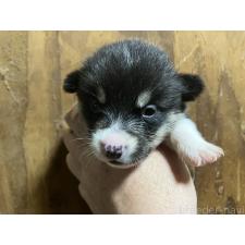 ♀︎ウェルシュコーギーペンブローク