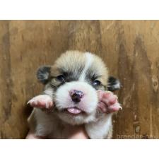 ♀︎ウェルシュコーギーペンブローク