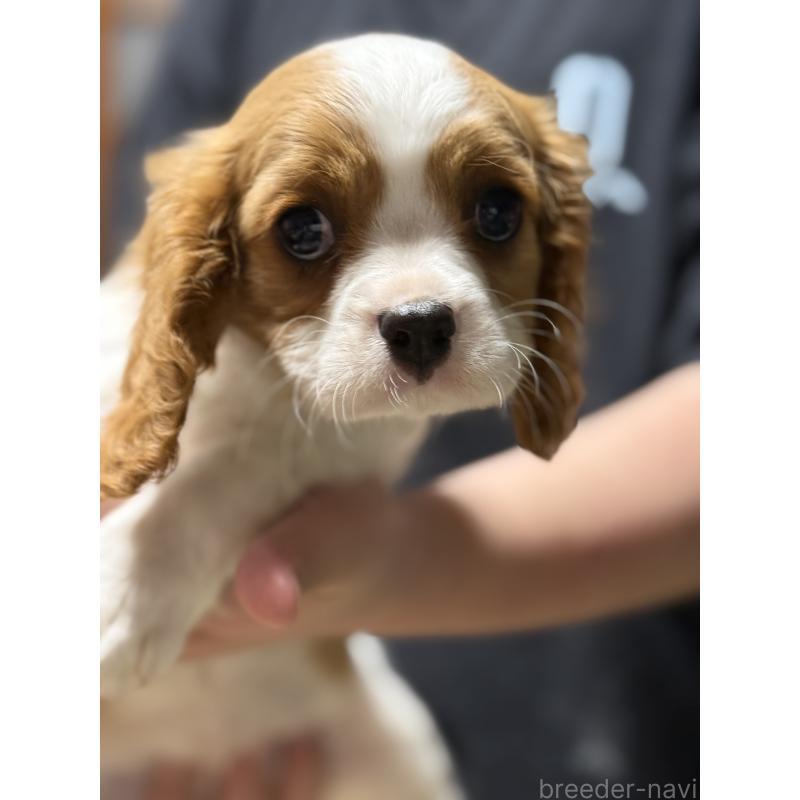 販売中の茨城県のキャバリアキングチャールズスパニエル-446281の5枚目