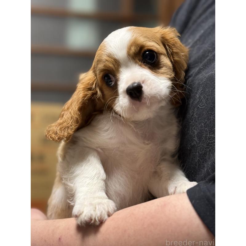 販売中の茨城県のキャバリアキングチャールズスパニエル-446281の4枚目