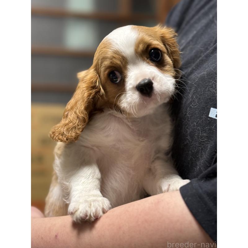 販売中の茨城県のキャバリアキングチャールズスパニエル-446281の3枚目