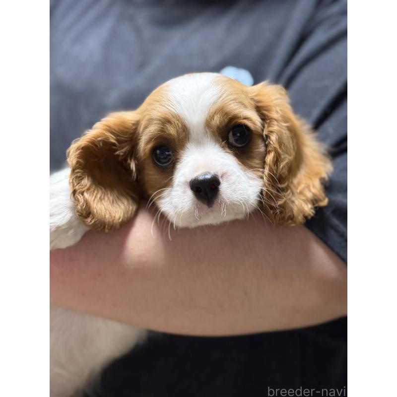 販売中の茨城県のキャバリアキングチャールズスパニエル-446281の2枚目