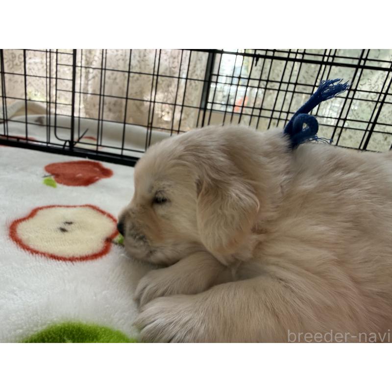 販売中の愛知県のゴールデンレトリーバー-455269の7枚目