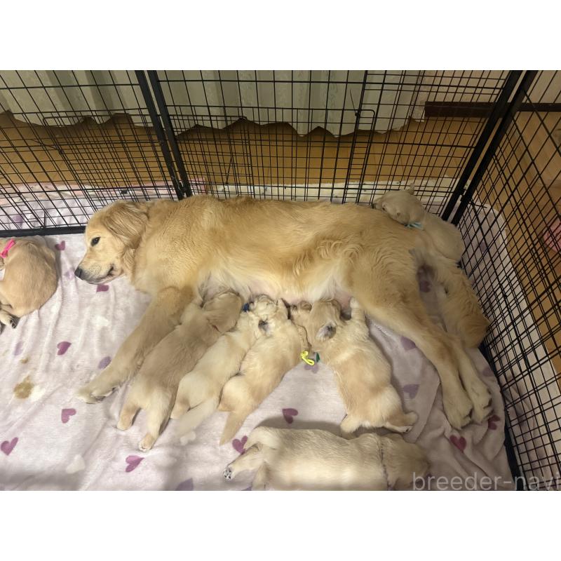 販売中の愛知県のゴールデンレトリーバー-455269の6枚目