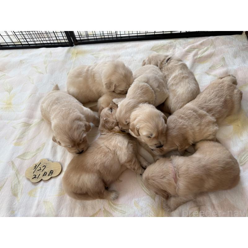 販売中の愛知県のゴールデンレトリーバー-455269の5枚目