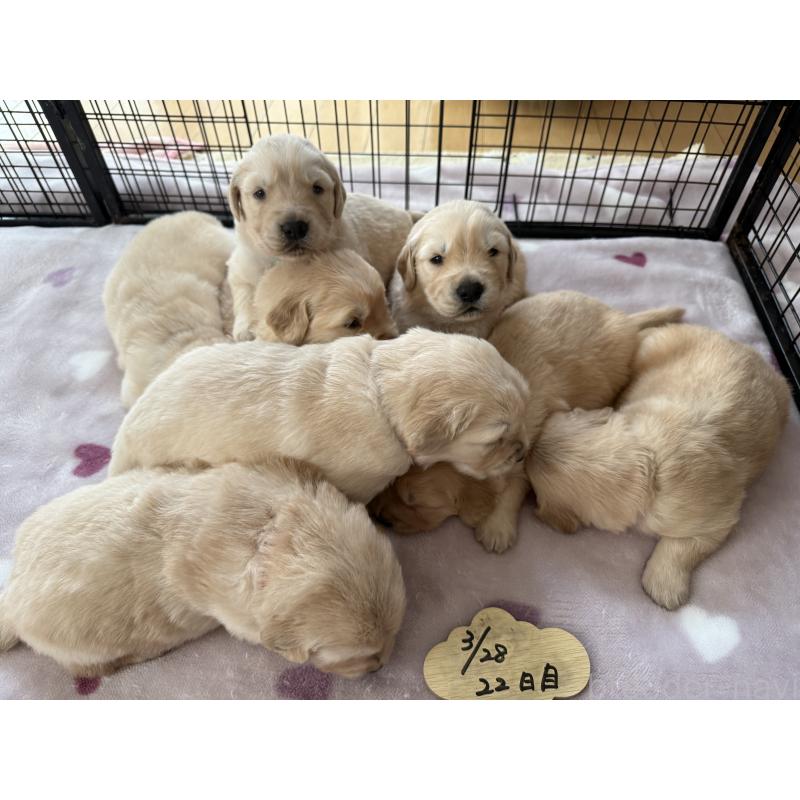 販売中の愛知県のゴールデンレトリーバー-455269の4枚目