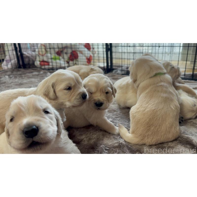 販売中の愛知県のゴールデンレトリーバー-455269の3枚目