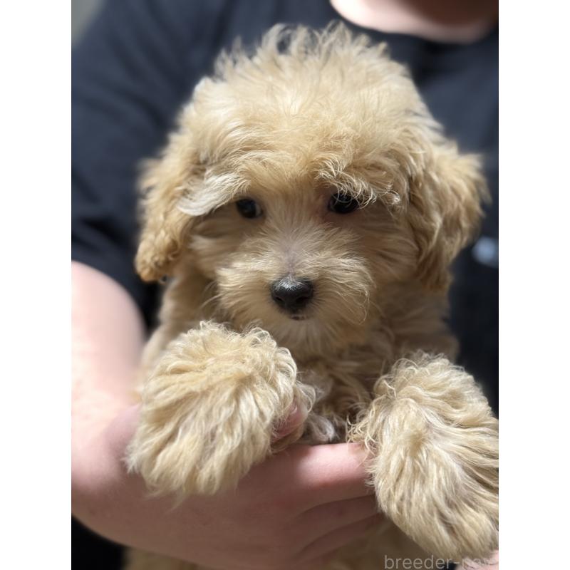 販売中の茨城県のマルプー:マルチーズ×トイプードル-446160の2枚目