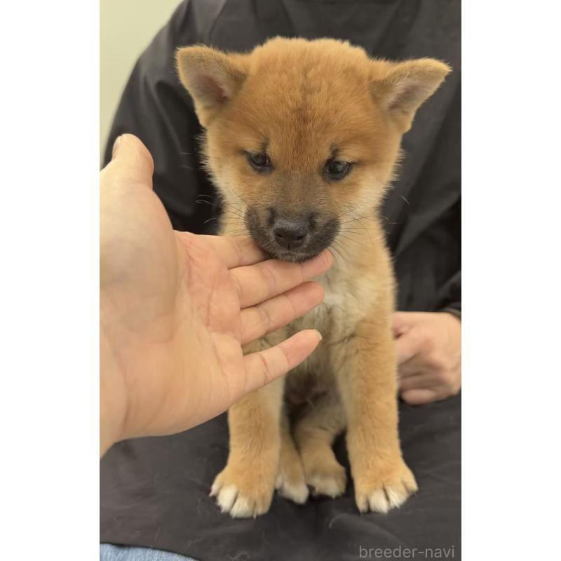 販売中の東京都の柴犬-455271の4枚目