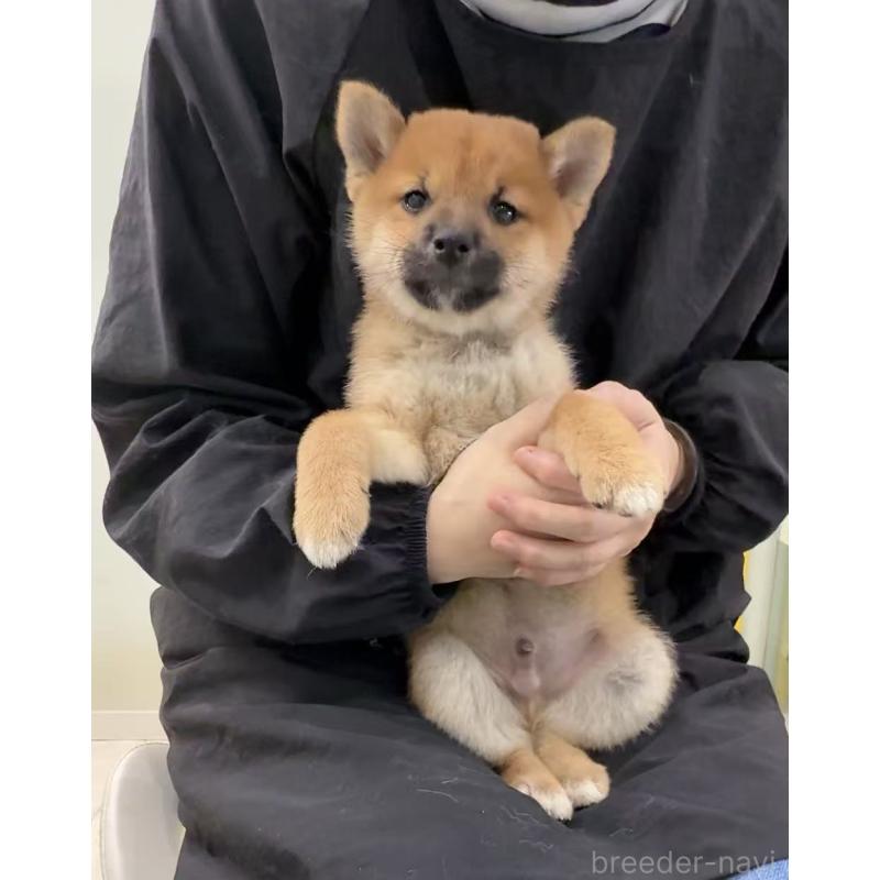 販売中の東京都の柴犬-455271の3枚目