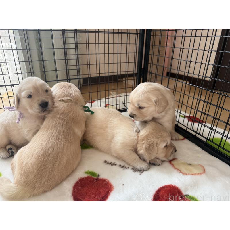 販売中の愛知県のゴールデンレトリーバー-455270の11枚目