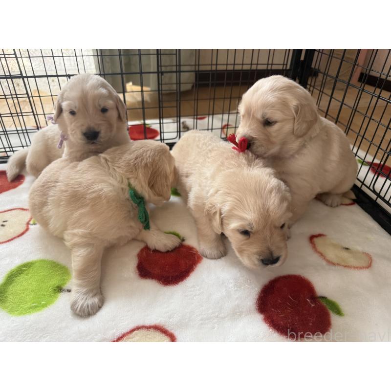 販売中の愛知県のゴールデンレトリーバー-455270の10枚目