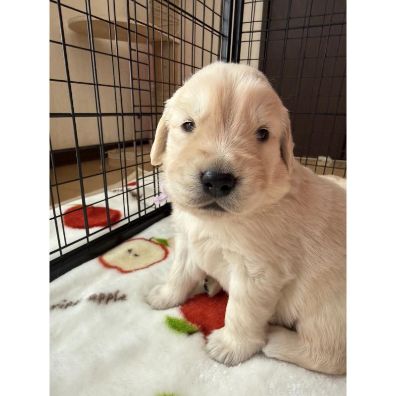 販売中の愛知県のゴールデンレトリーバー-455270の8枚目