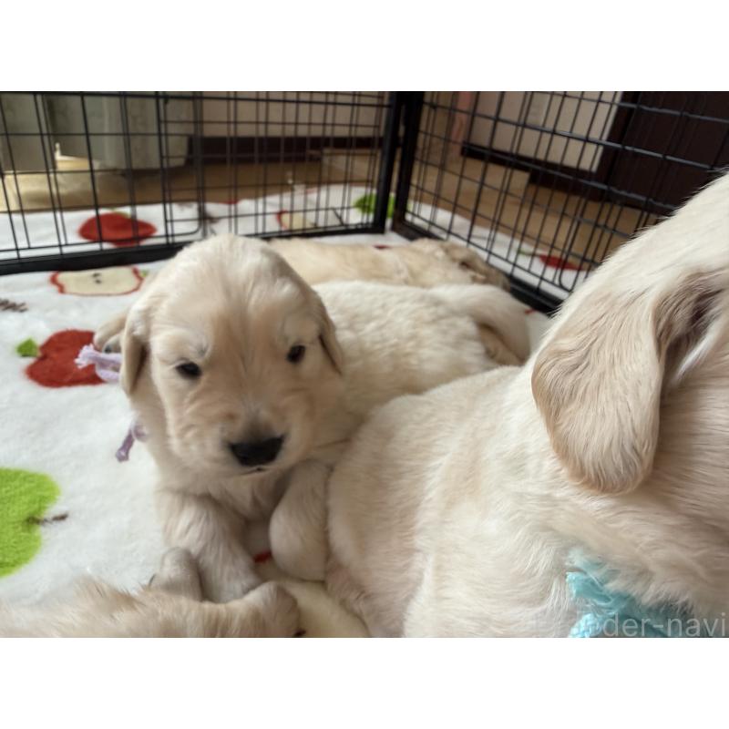 販売中の愛知県のゴールデンレトリーバー-455270の7枚目