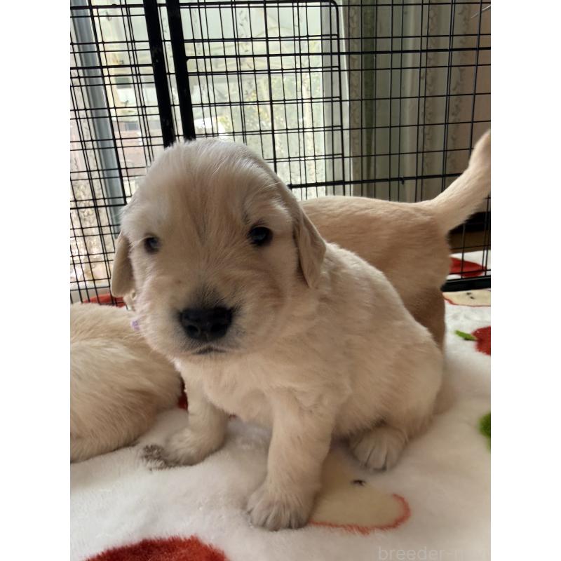 販売中の愛知県のゴールデンレトリーバー-455270の6枚目