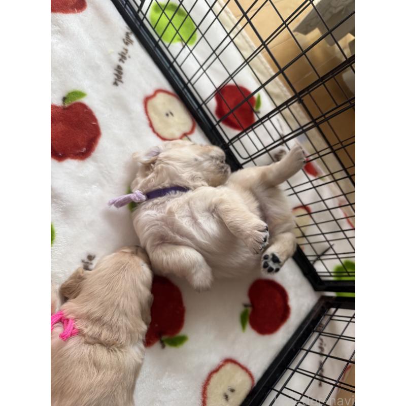 販売中の愛知県のゴールデンレトリーバー-455270の5枚目