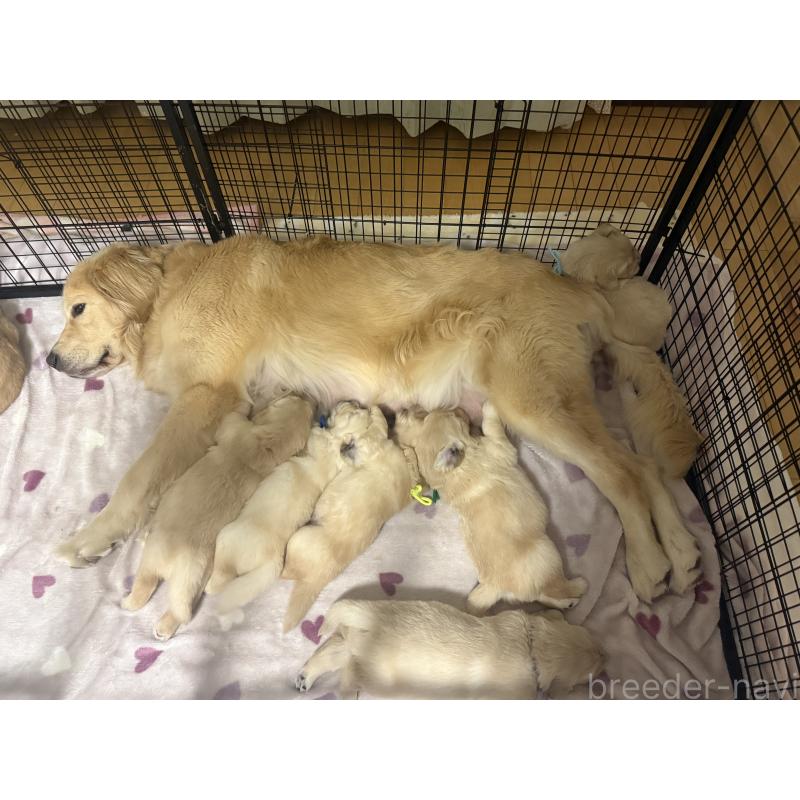 販売中の愛知県のゴールデンレトリーバー-455270の3枚目