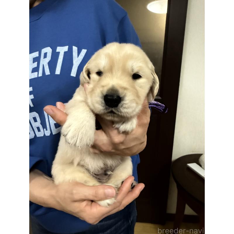 販売中の愛知県のゴールデンレトリーバー-455270の2枚目