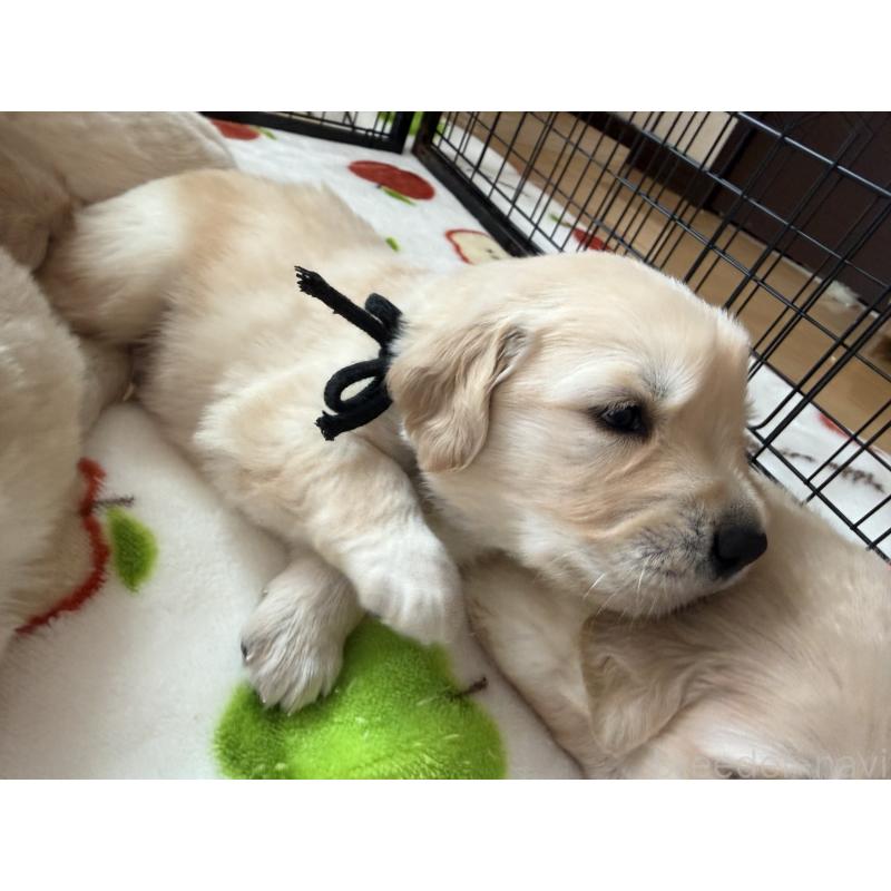 販売中の愛知県のゴールデンレトリーバー-455272の6枚目