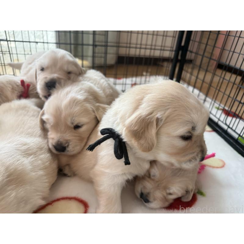 販売中の愛知県のゴールデンレトリーバー-455272の5枚目