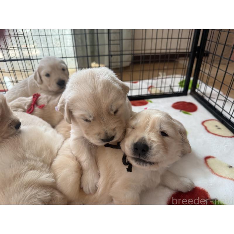 販売中の愛知県のゴールデンレトリーバー-455272の4枚目