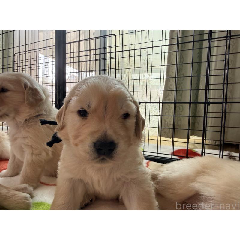 販売中の愛知県のゴールデンレトリーバー-455272の3枚目