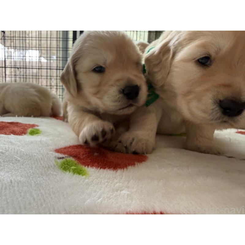 販売中の愛知県のゴールデンレトリーバー-455273の13枚目