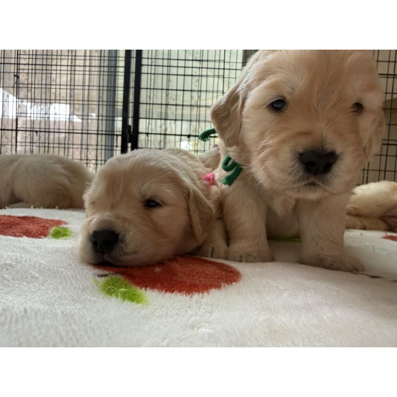 販売中の愛知県のゴールデンレトリーバー-455273の12枚目